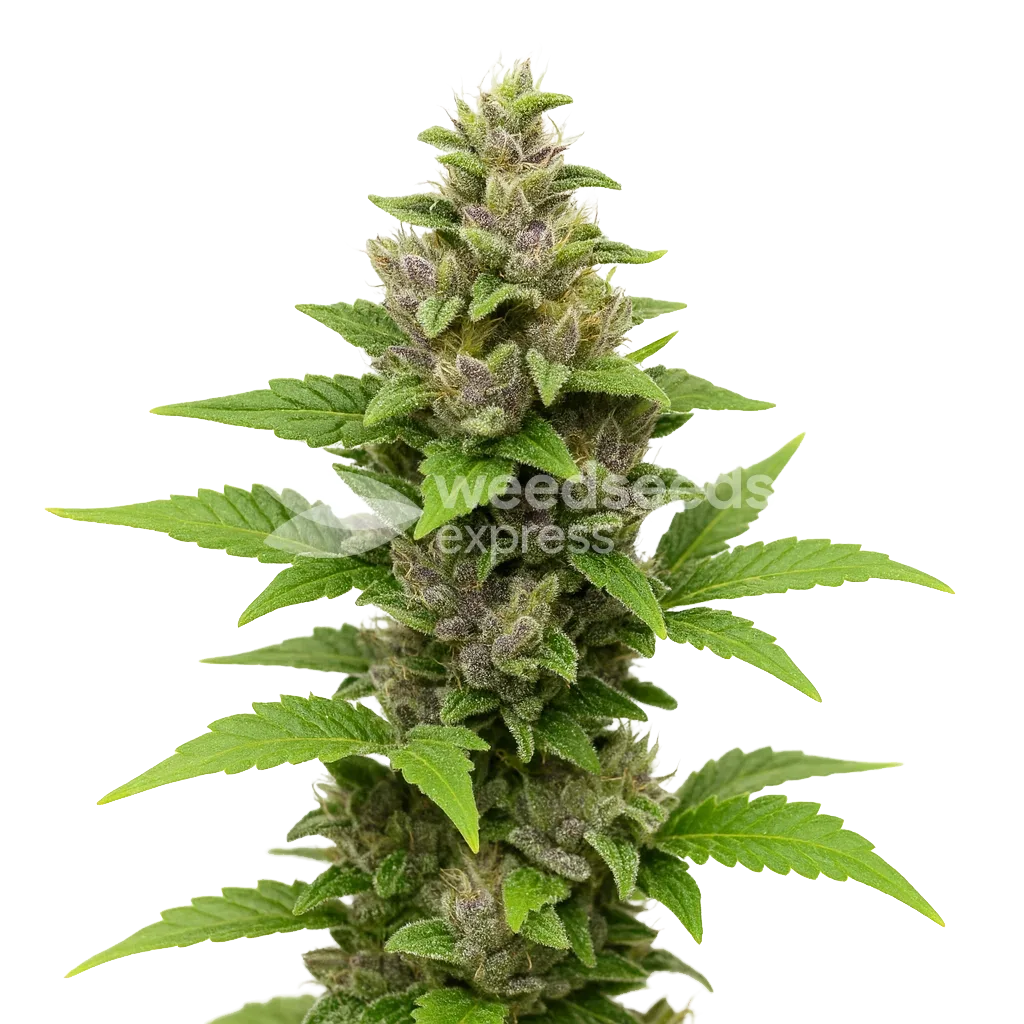 Plante de Godfather OG Auto