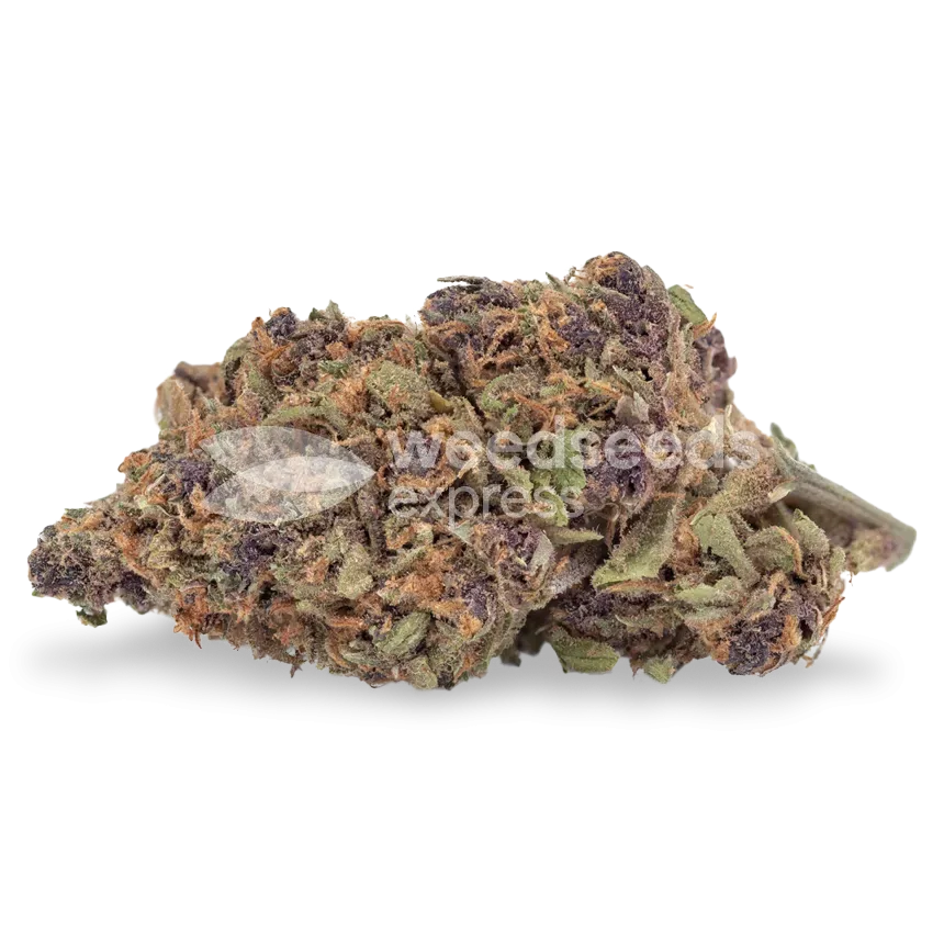 Godfather OG bud