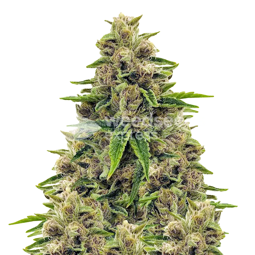 Godfather OG plant