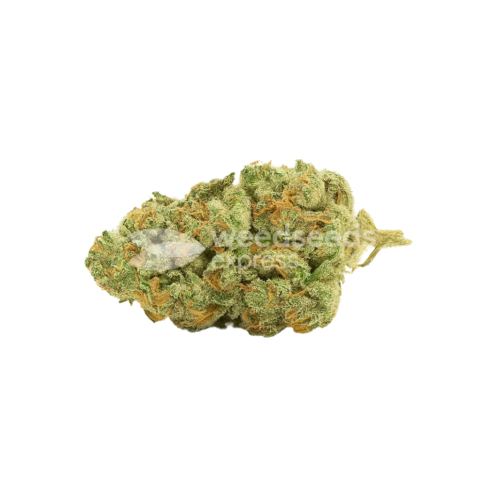 Bud de Gold Leaf Auto