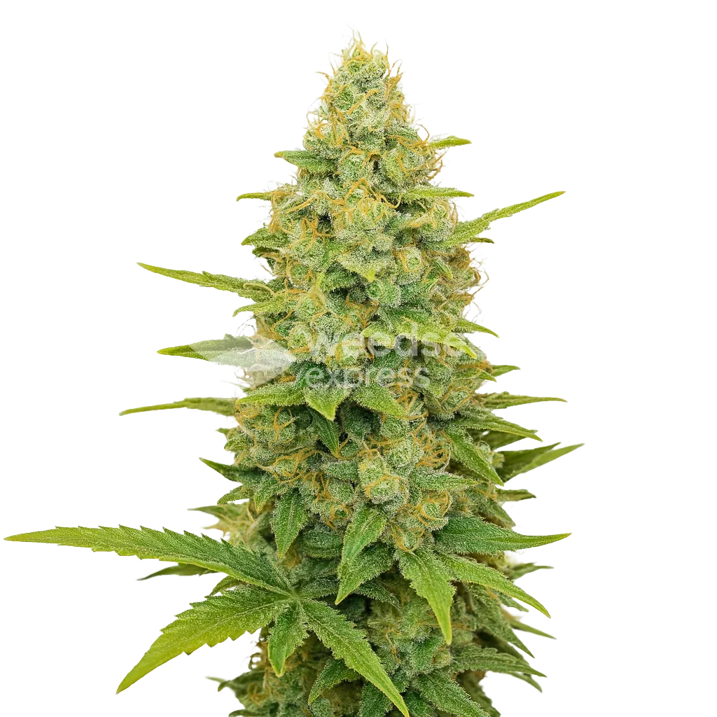 Plante de Gold Leaf Auto