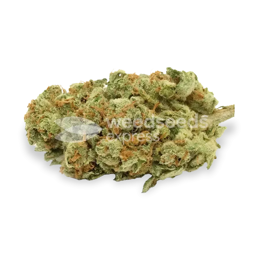Gold Leaf bud