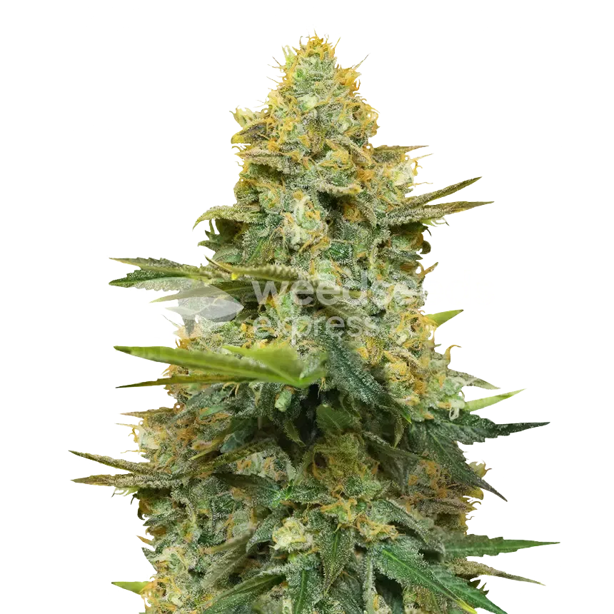 Gold Leaf plant