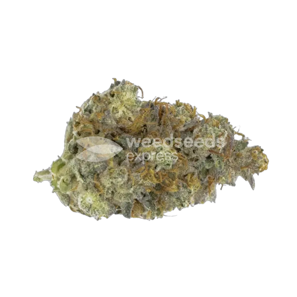 Gorilla Cookies Bud