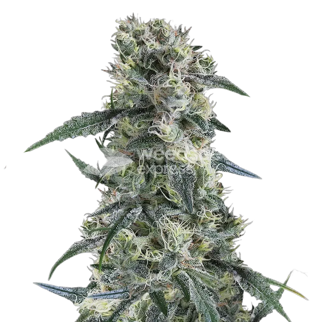 Gorilla Cookies Plante