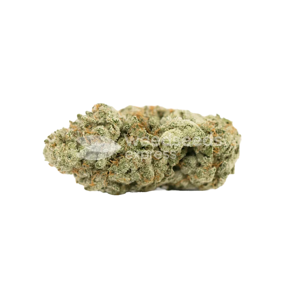Bud de Gorilla Glue Auto
