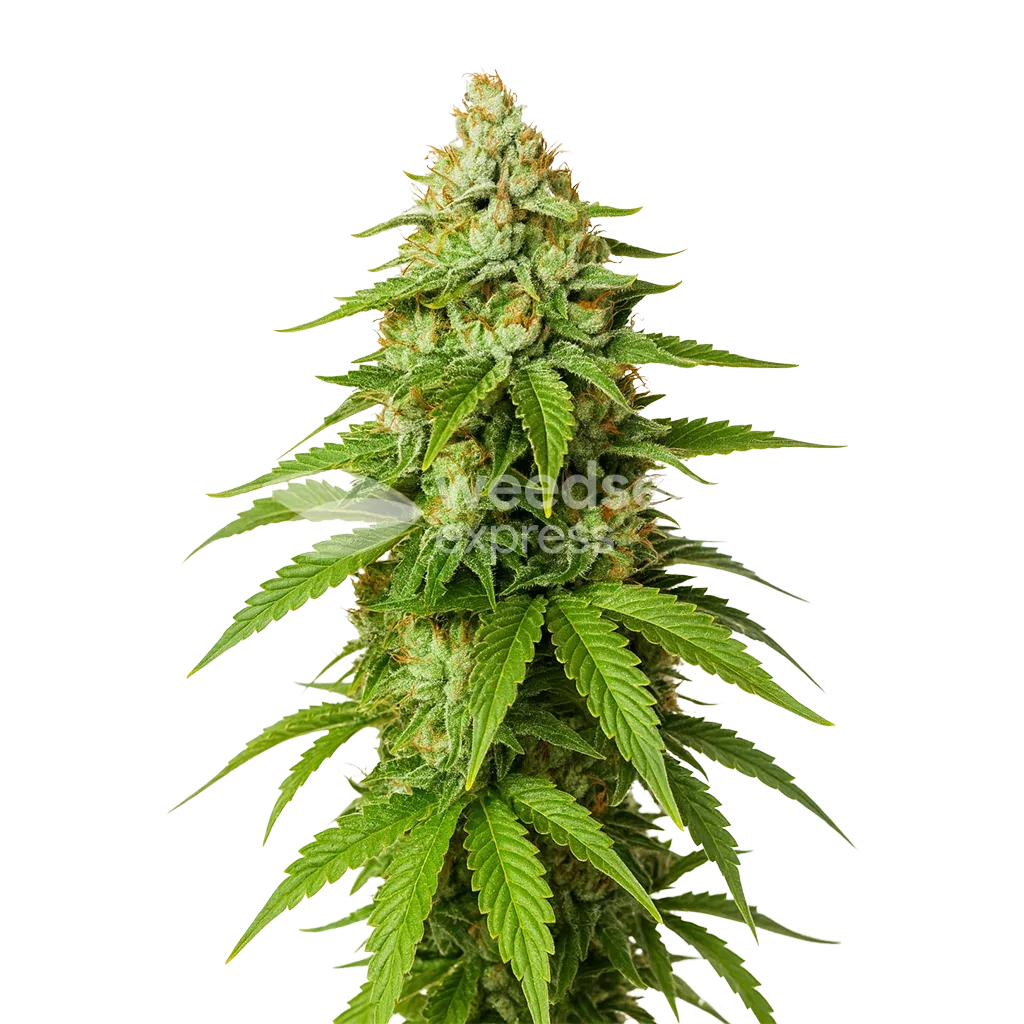 Plante de Gorilla Glue Auto