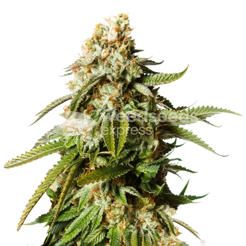Plante de cannabis Gorilla Glue