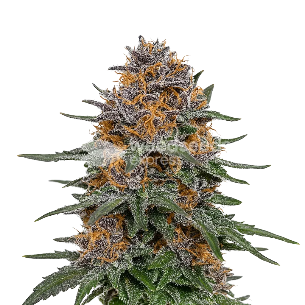 Plante de Granddaddy Purple Auto