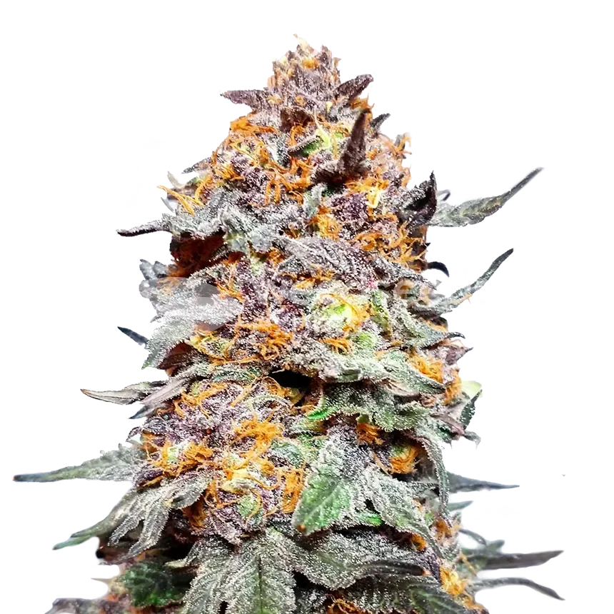 Granddaddy Purple plant