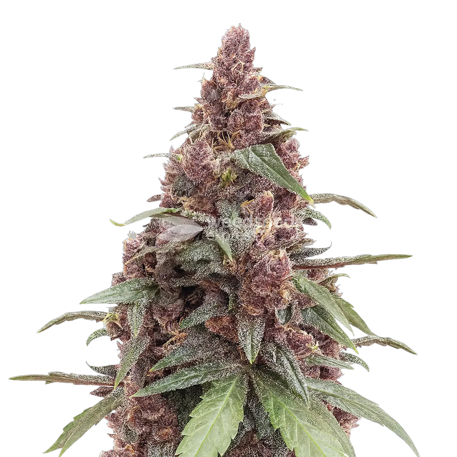 Plante de cannabis Grandmommy Purple