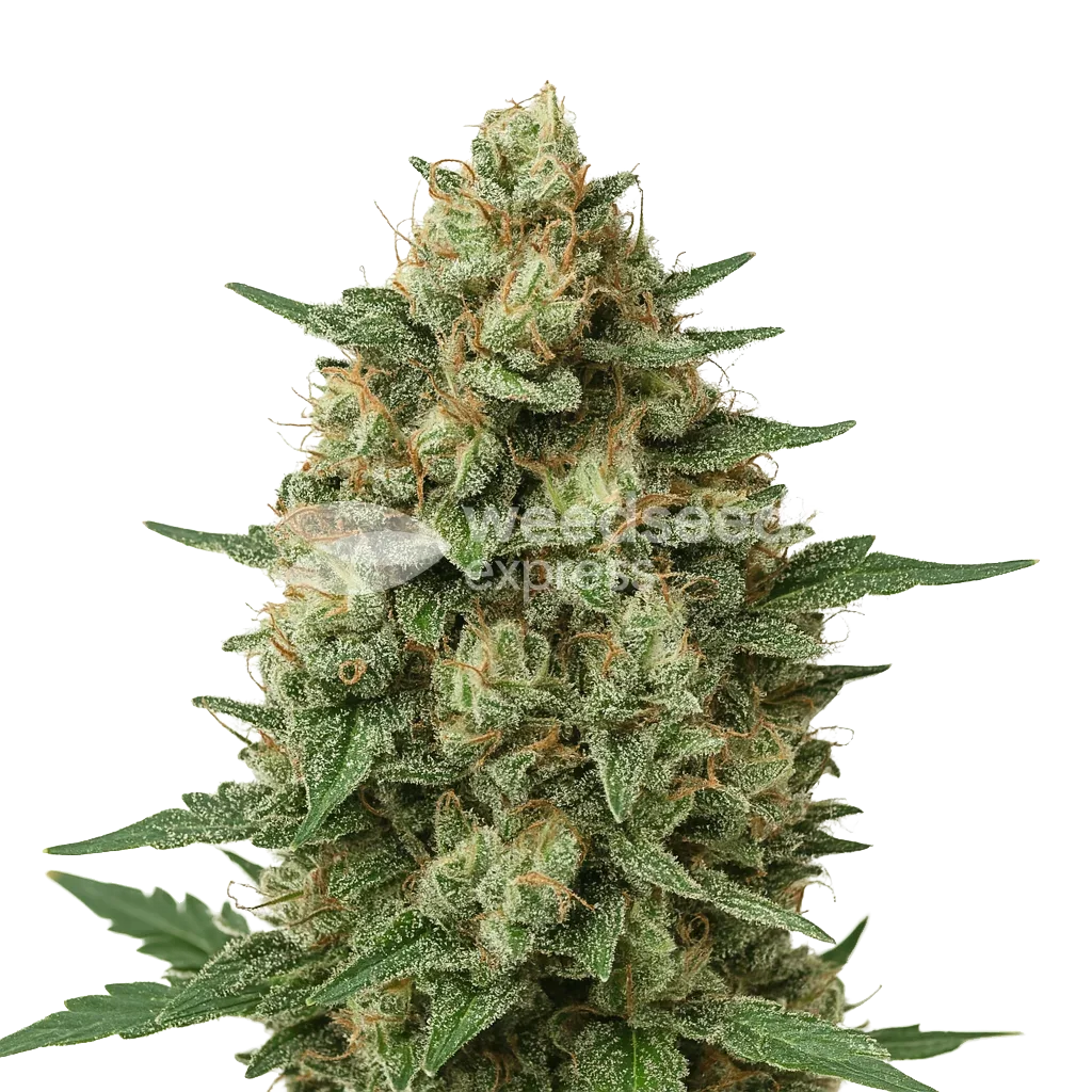 Plante de Grape Ape Auto