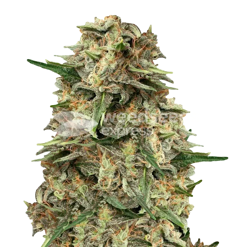 Grape Ape plant
