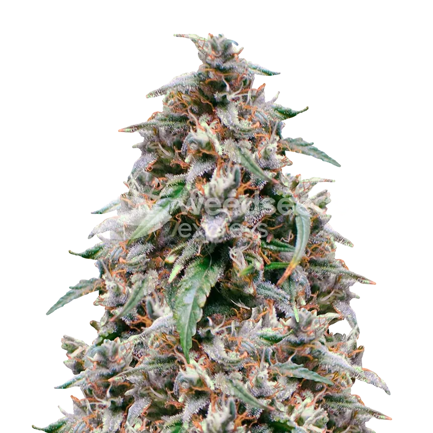 grease monkey plant