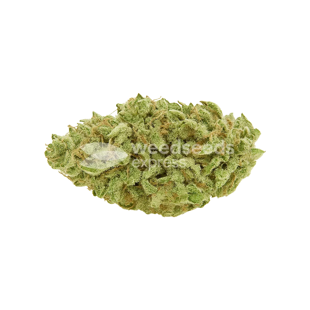 Bud de Green Crack Auto
