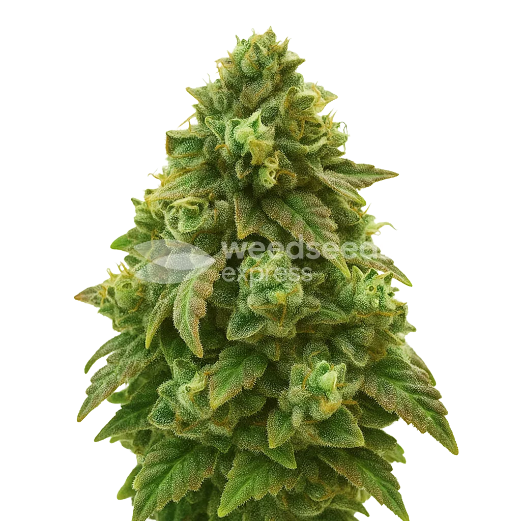 Plante de Green Crack Auto