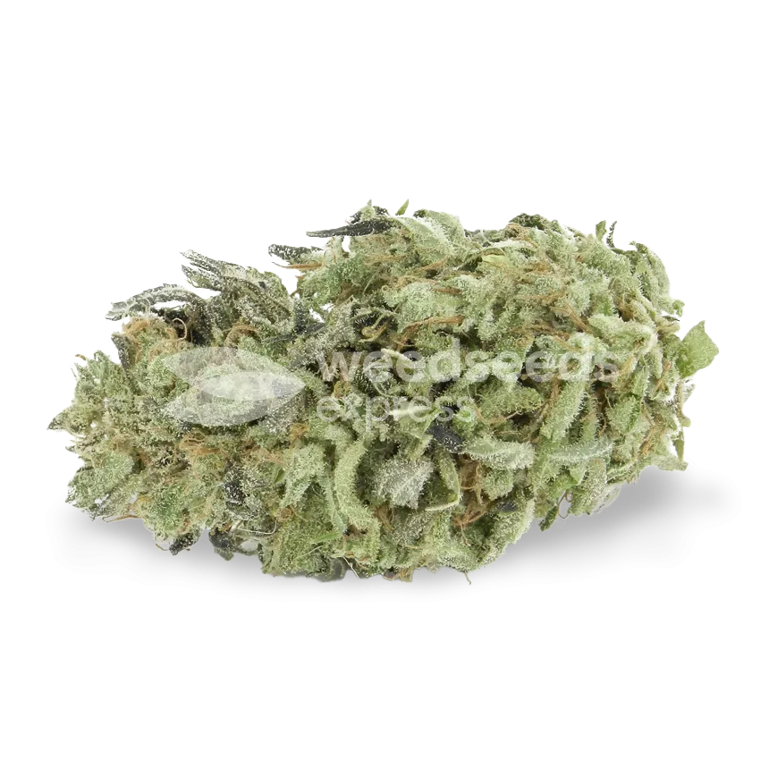Green Crack bud