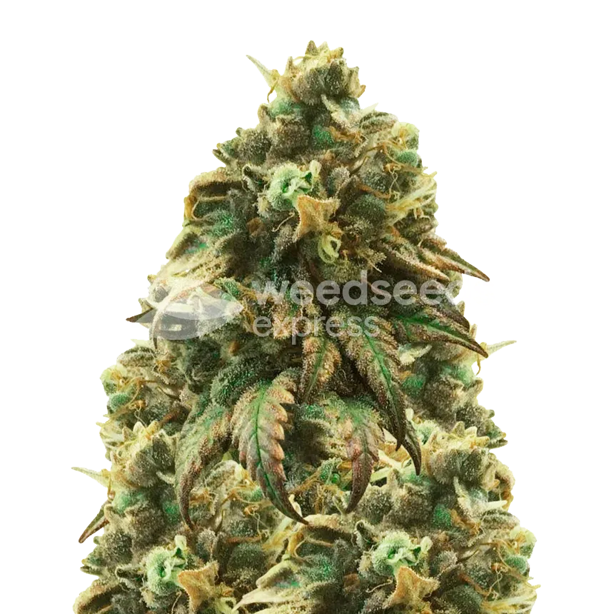 Plante de cannabis Green Crack