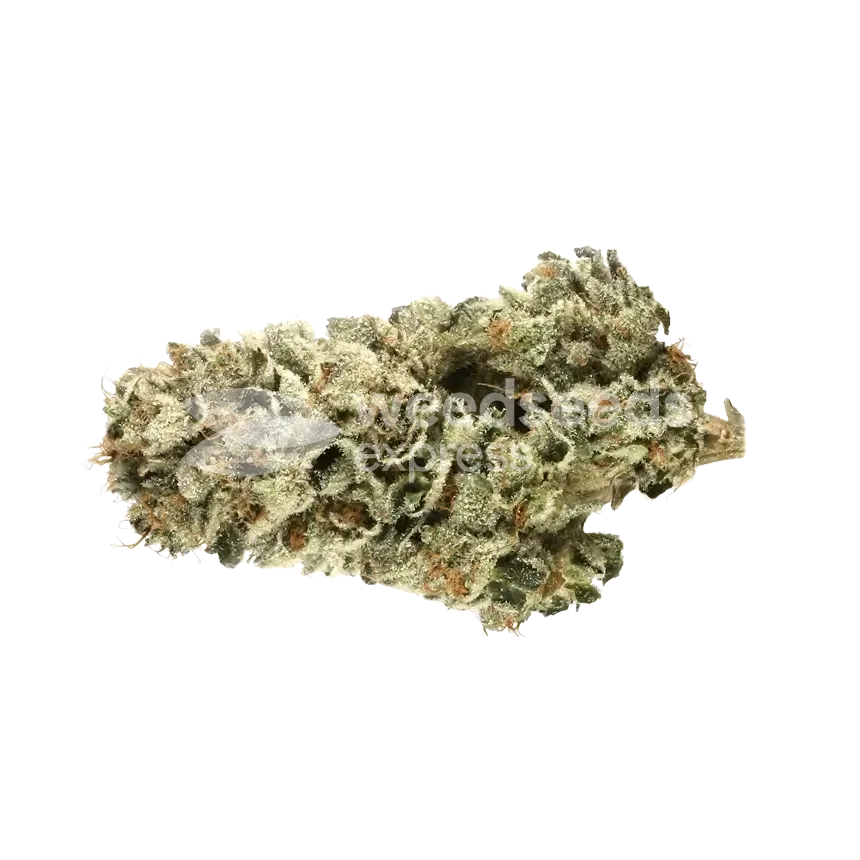 Green Poison Bud