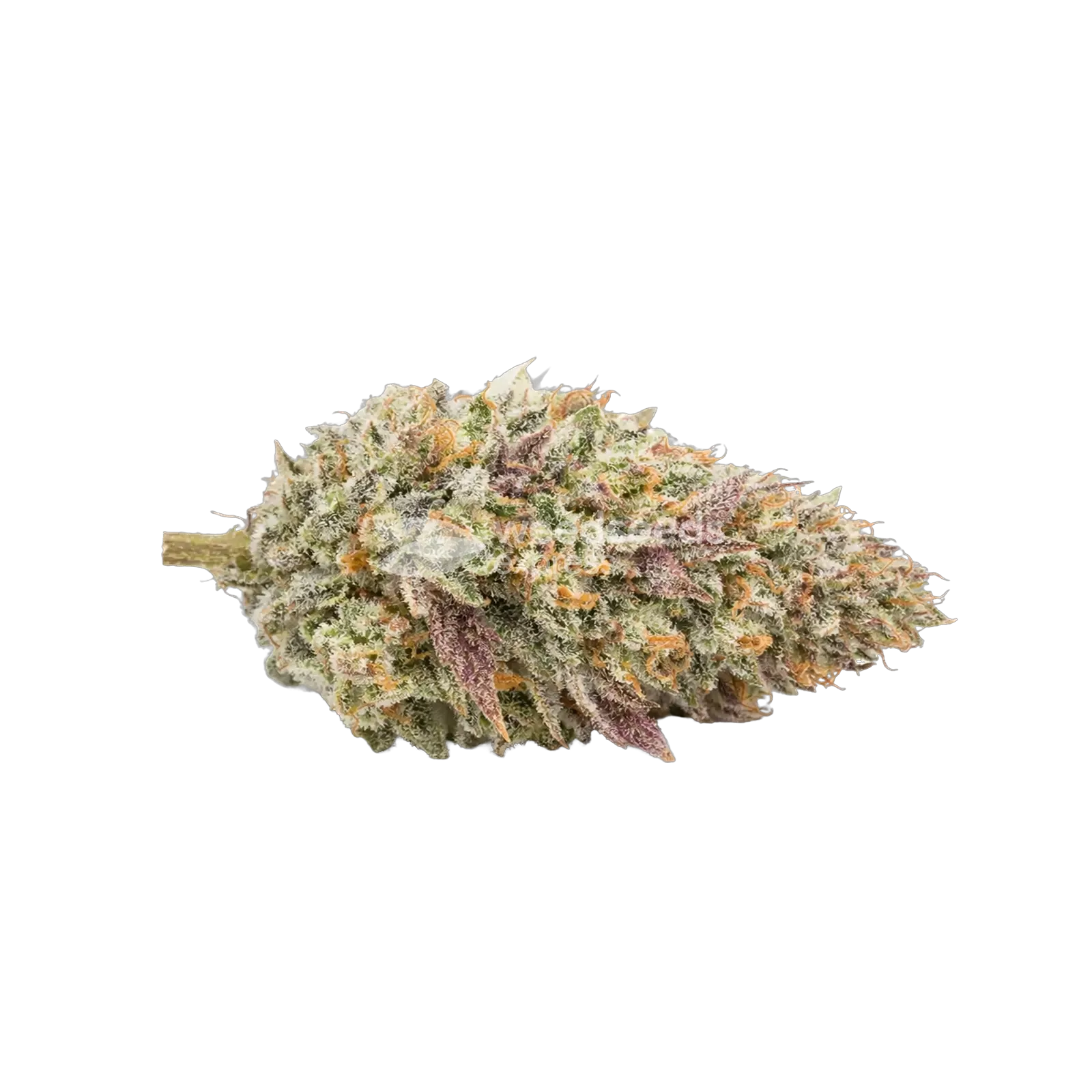 Tête de cannabis Gumbo