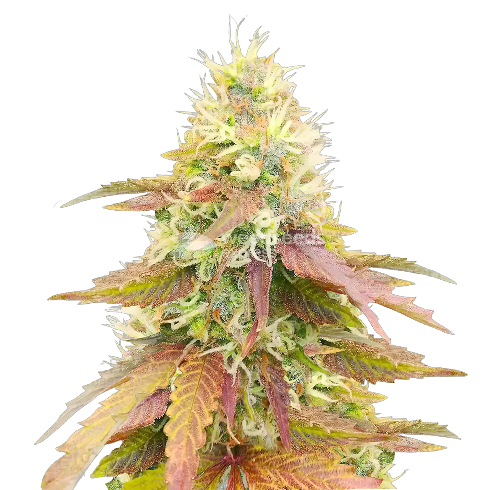 Plante de cannabis Gumbo