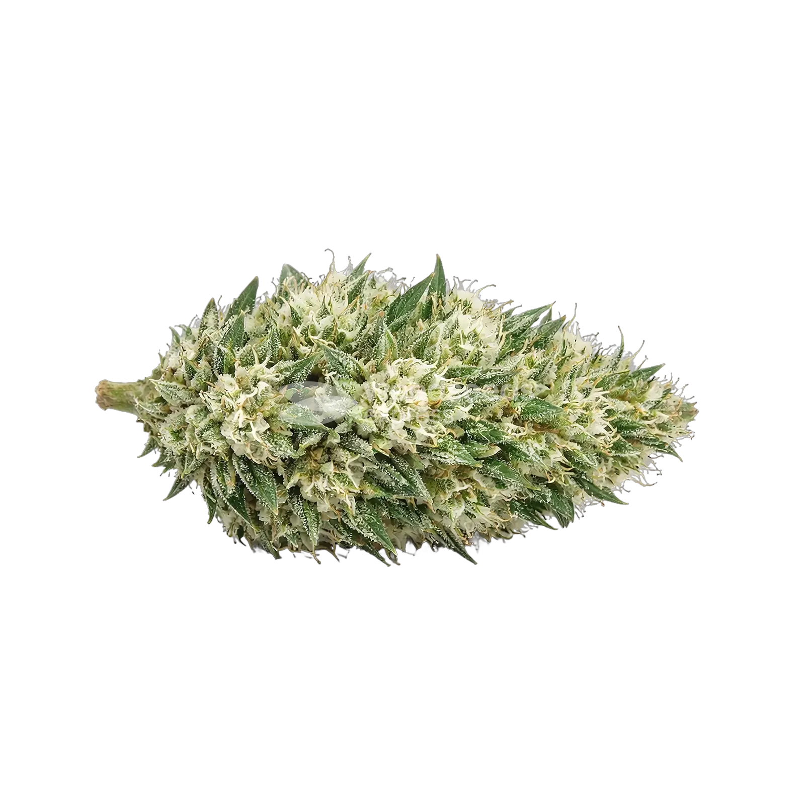 Tête de cannabis Gush Mints Autoflower