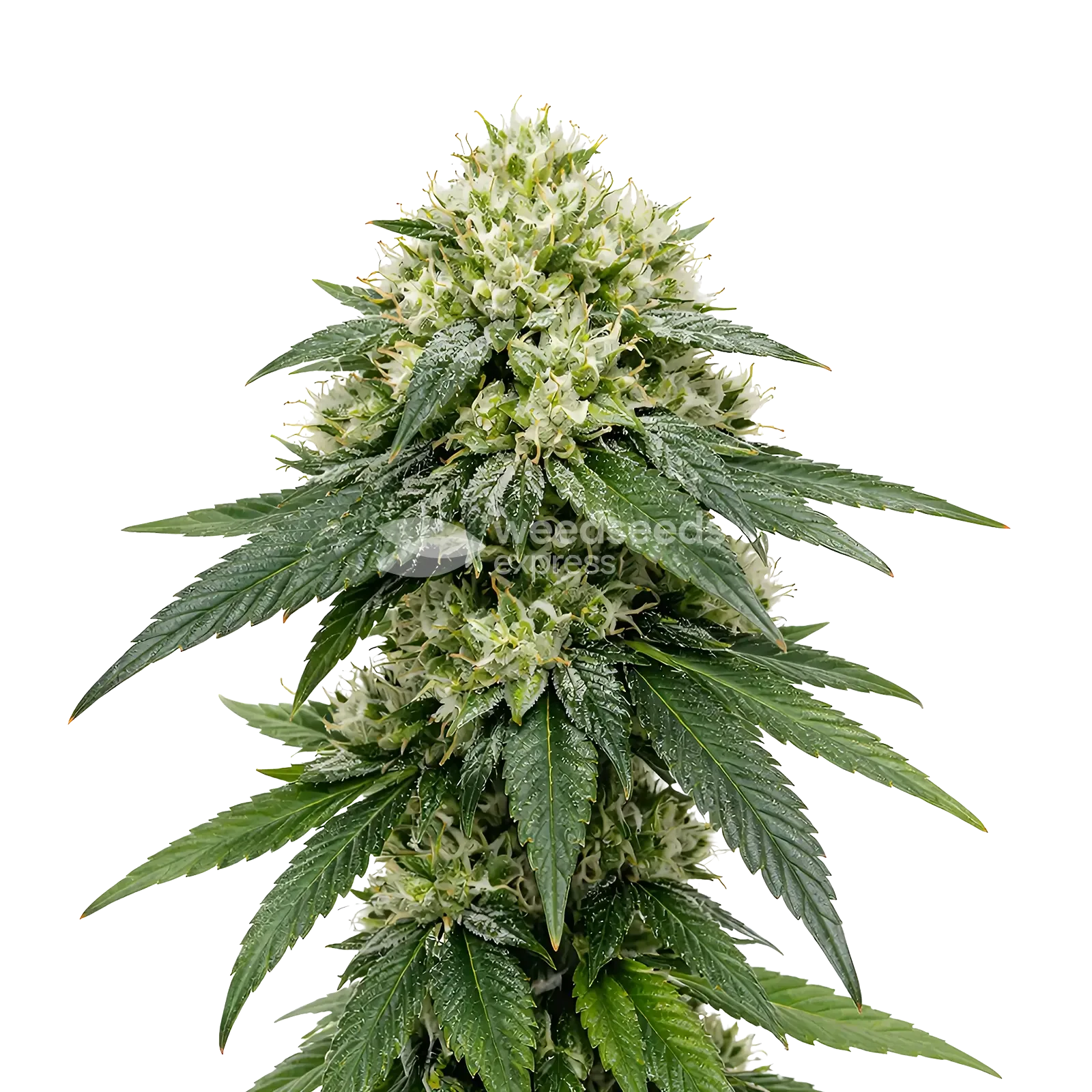 Plante de cannabis Gush Mints Autoflower
