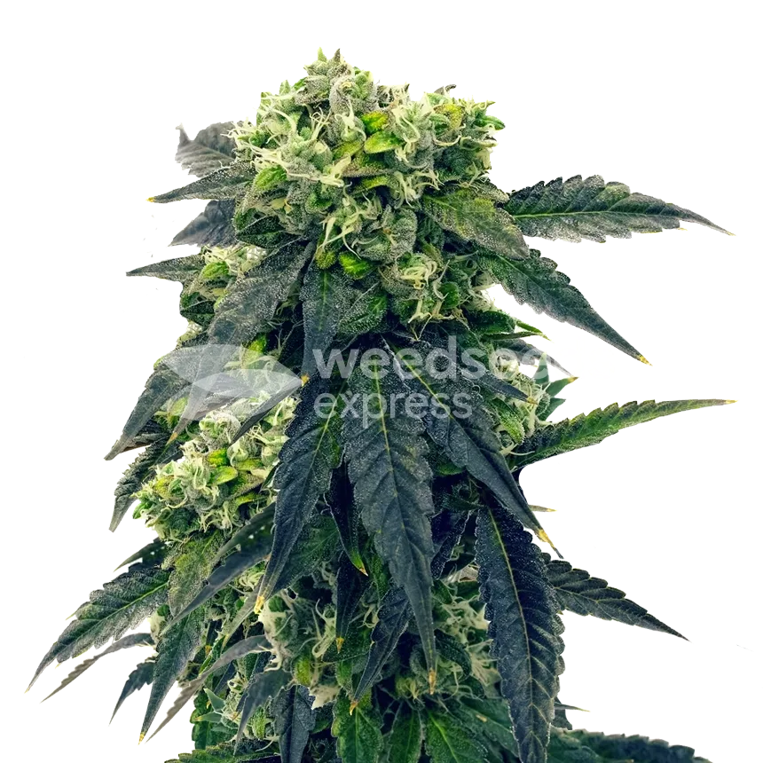 Plante de Gush Mints