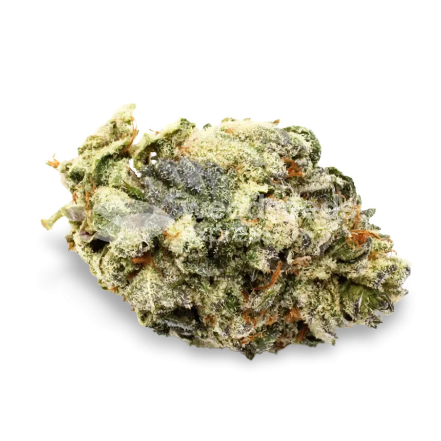 Harlequin bud