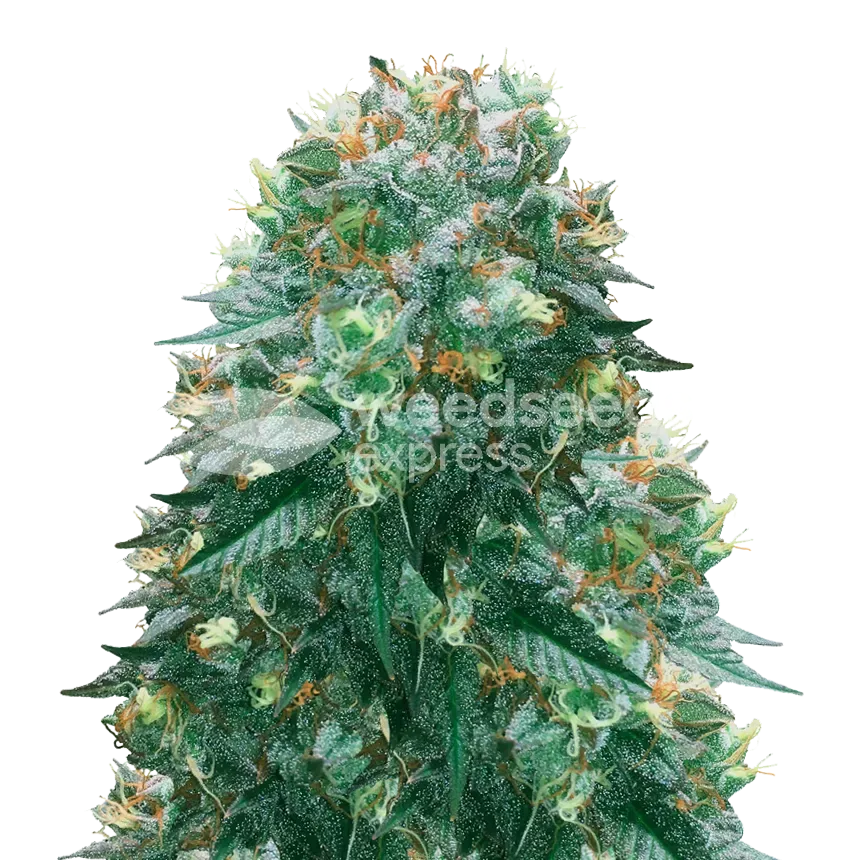 Harlequin plant
