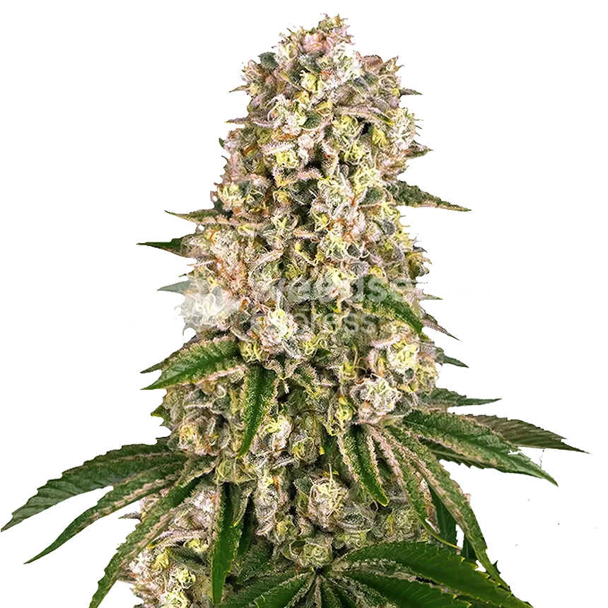Hash Plant Plant