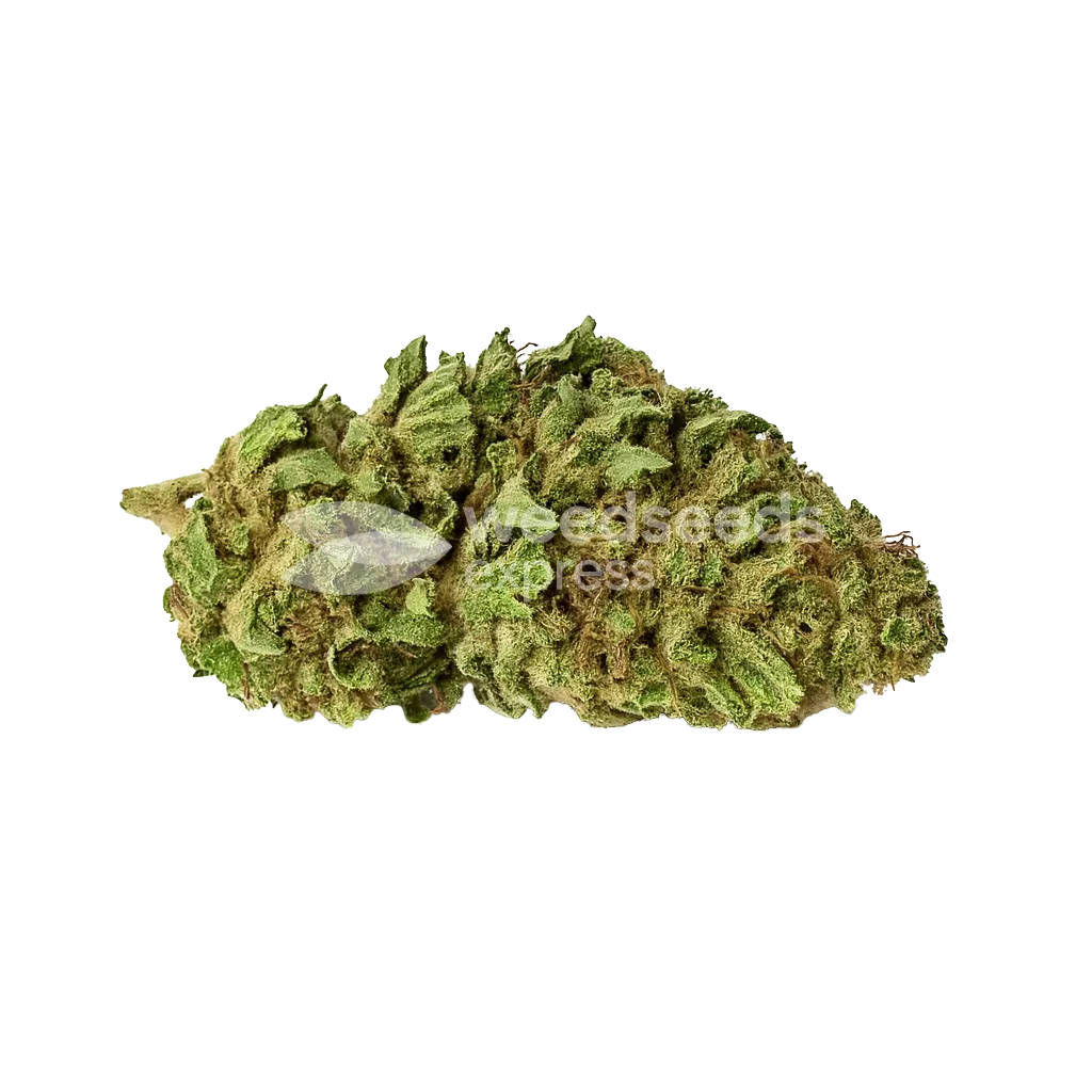 Bud de Haze Auto