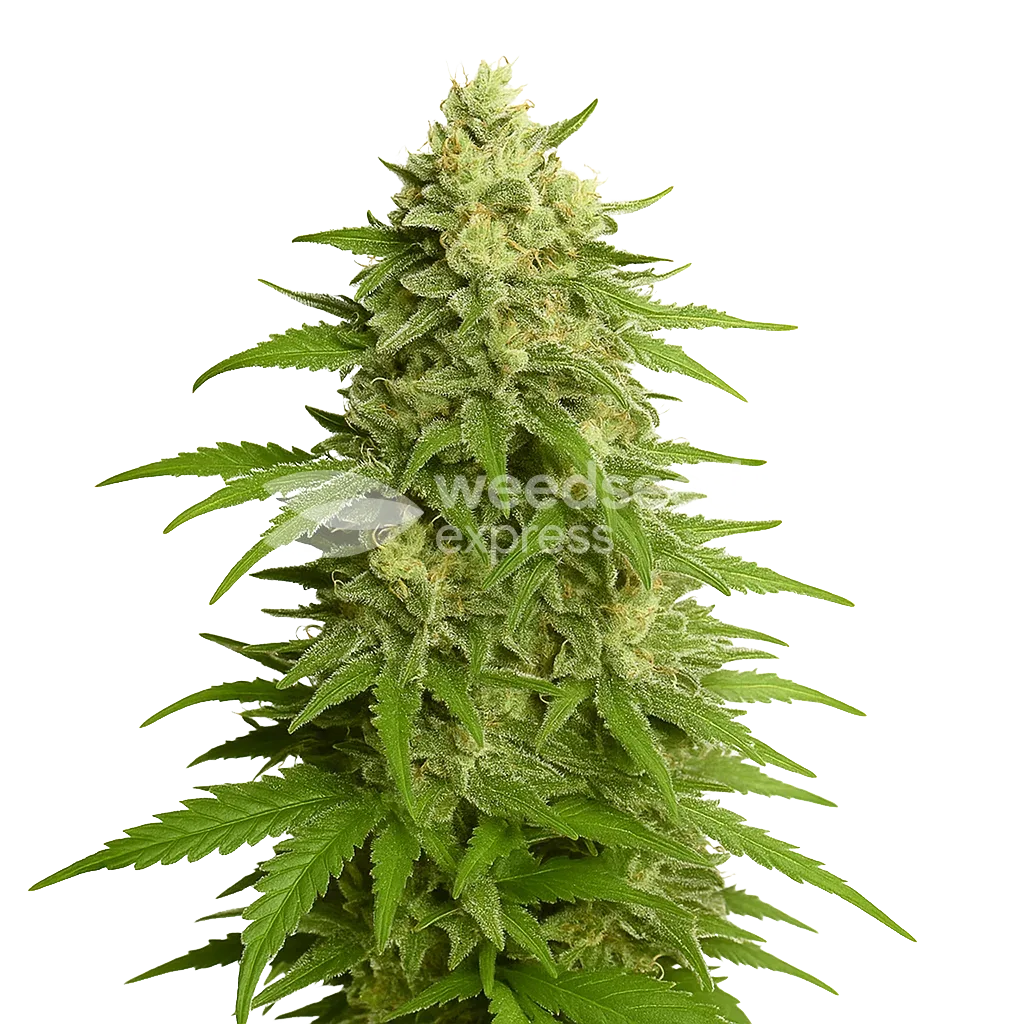 Plante de Haze Auto