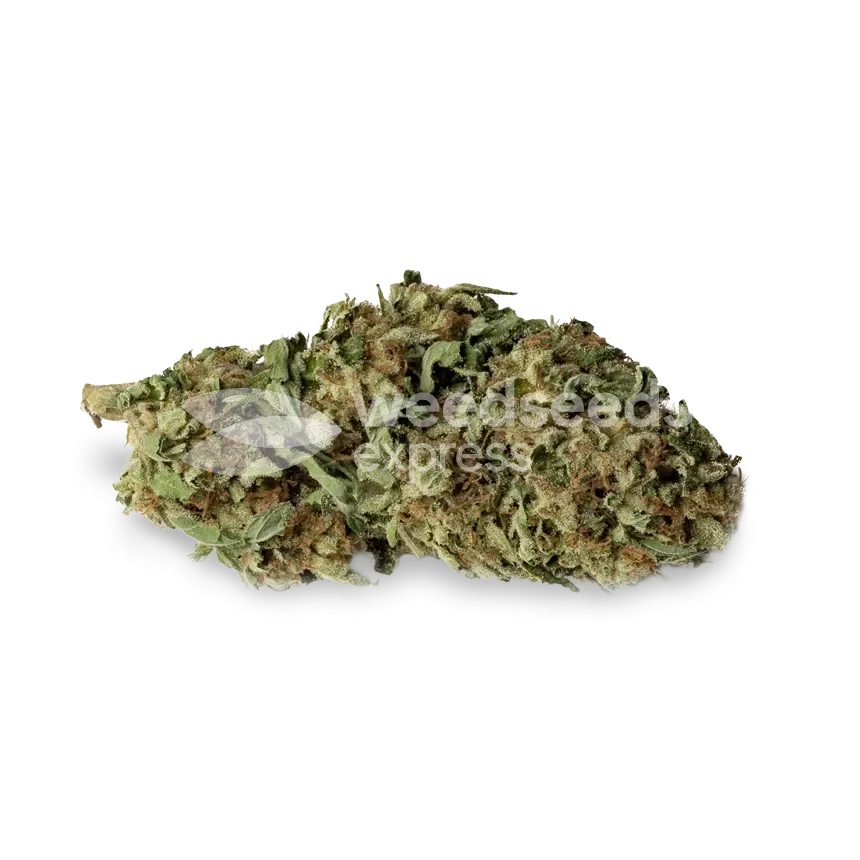 Haze bud