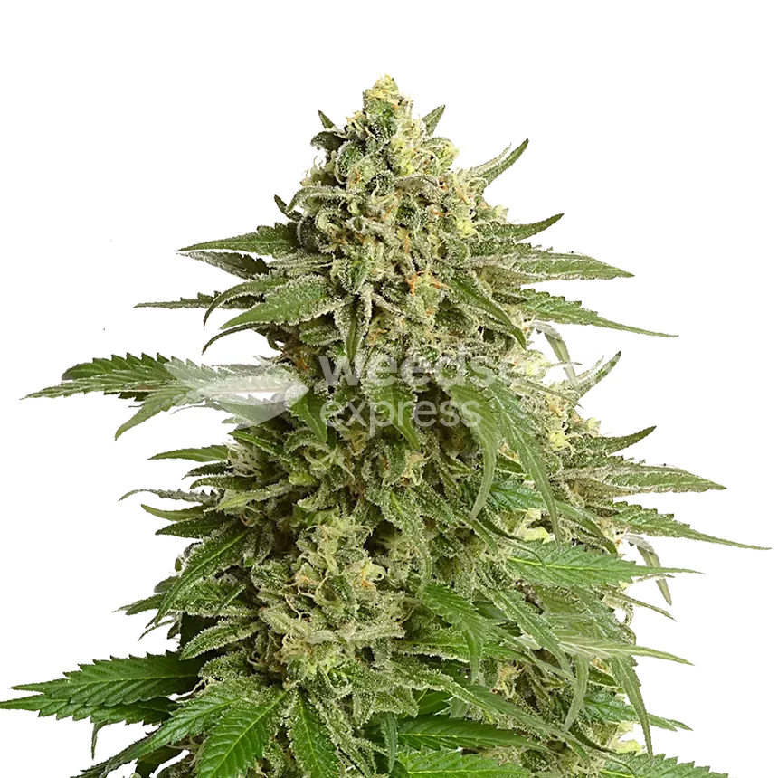 Haze plant