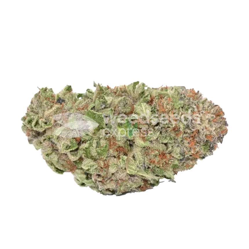 Headband Feminized Bud
