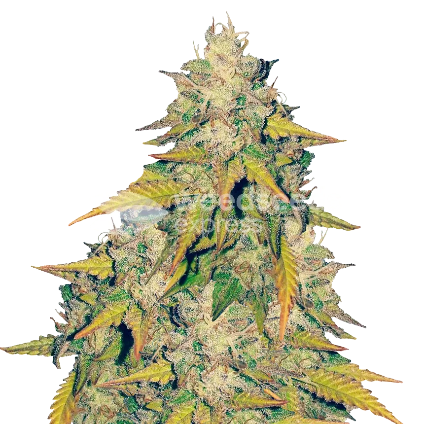 Headband Feminized Plant