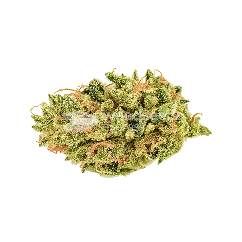 Bud de Hellfire OG Auto