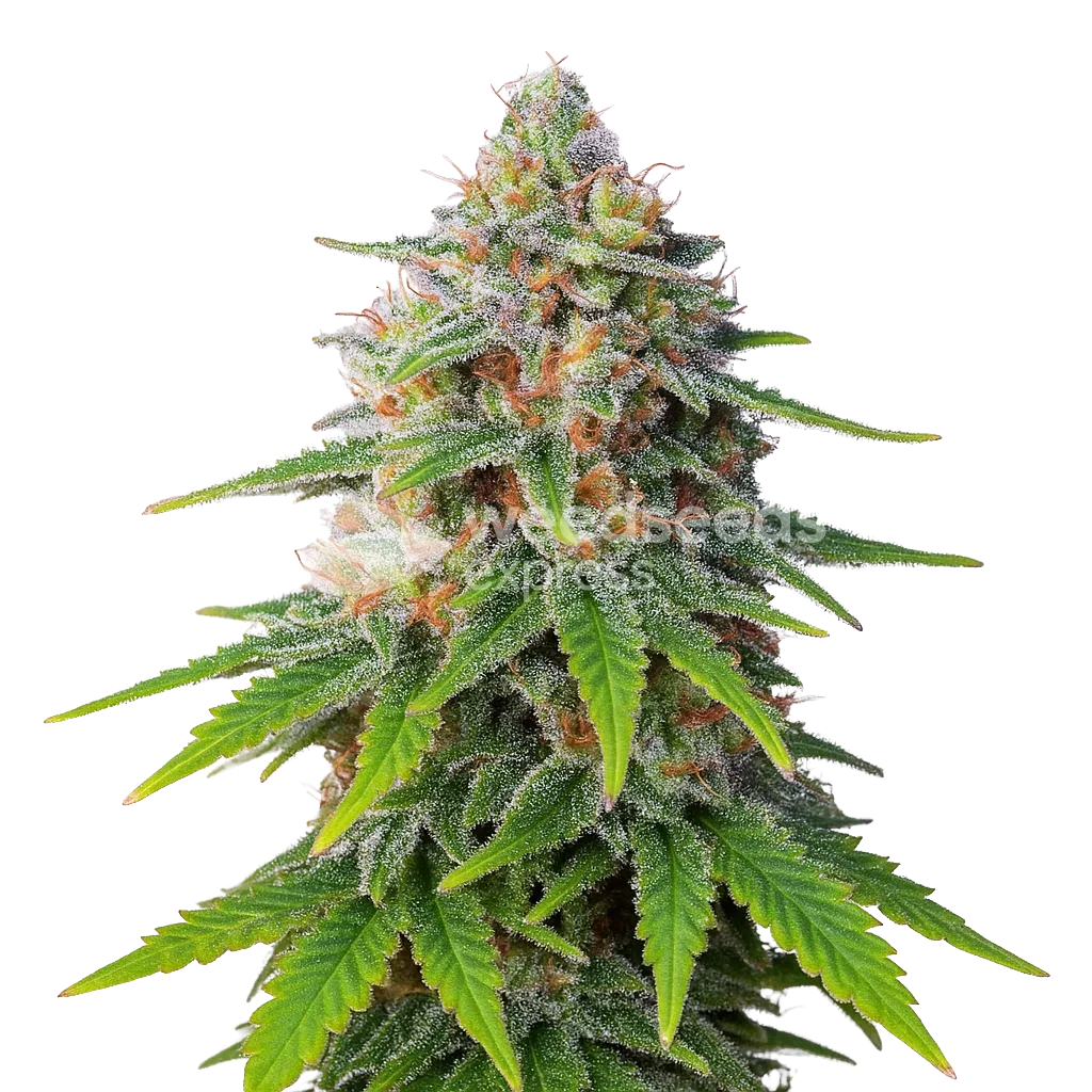 Plante de Hellfire OG Auto