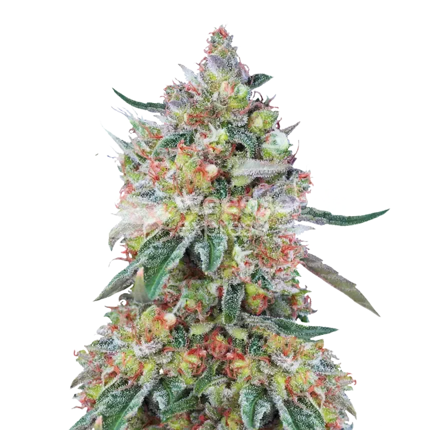 Hellfire OG plant