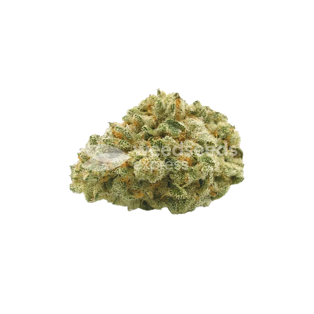 Bud de Hindu Kush Auto