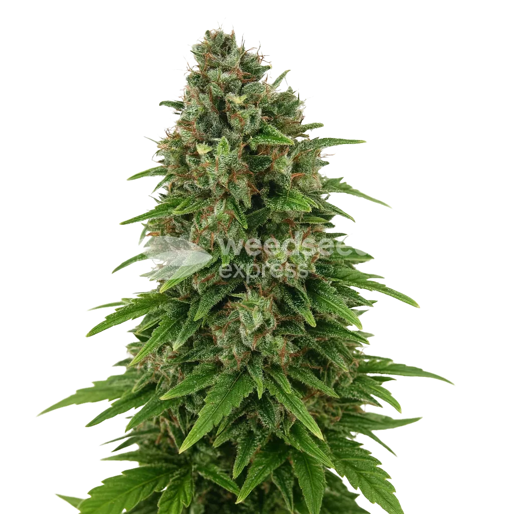 Plante de Hindu Kush Auto