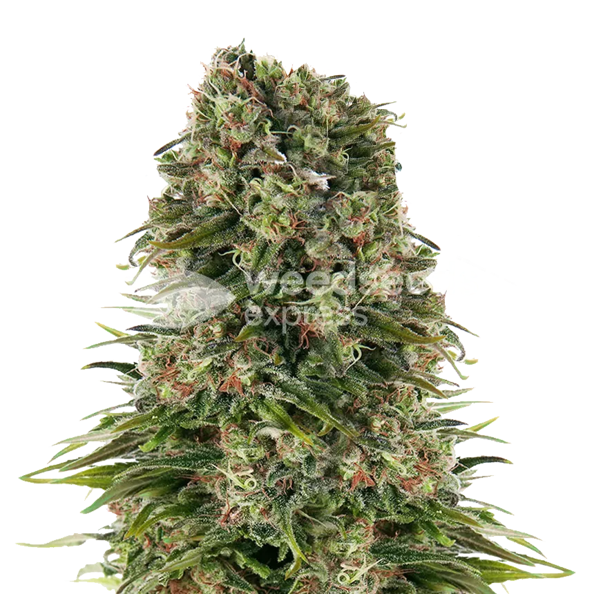 Hindu Kush plant