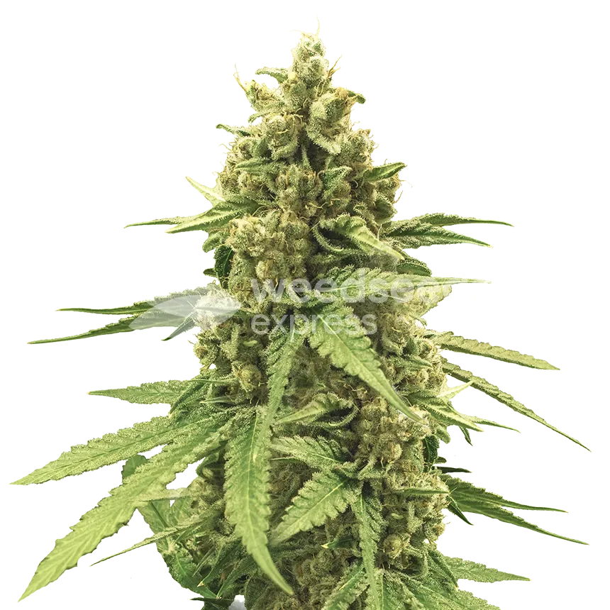 Humboldt plant