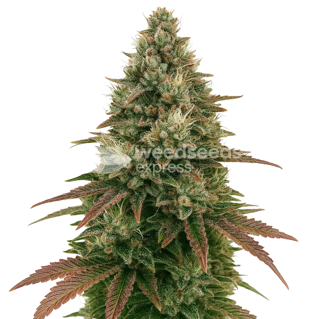 Plante de Ice Cream Cake Auto