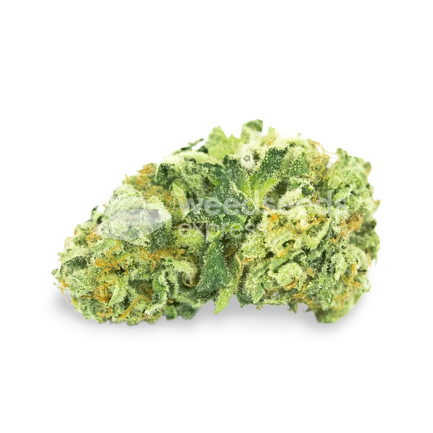 Island Sweet Skunk bud