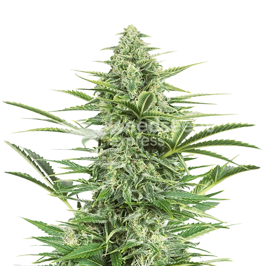 Island Sweet Skunk plant