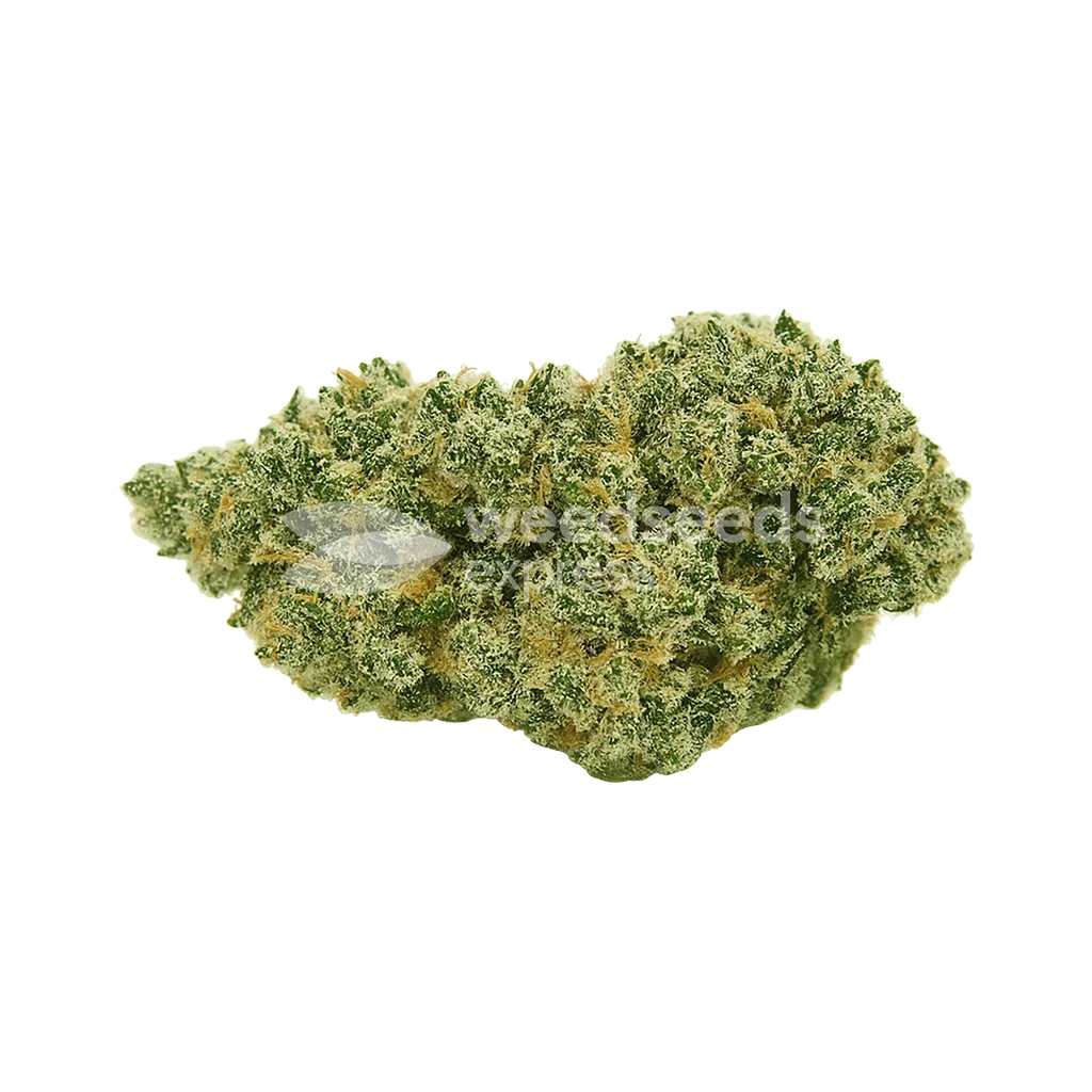 Bud de Jack Herer Auto
