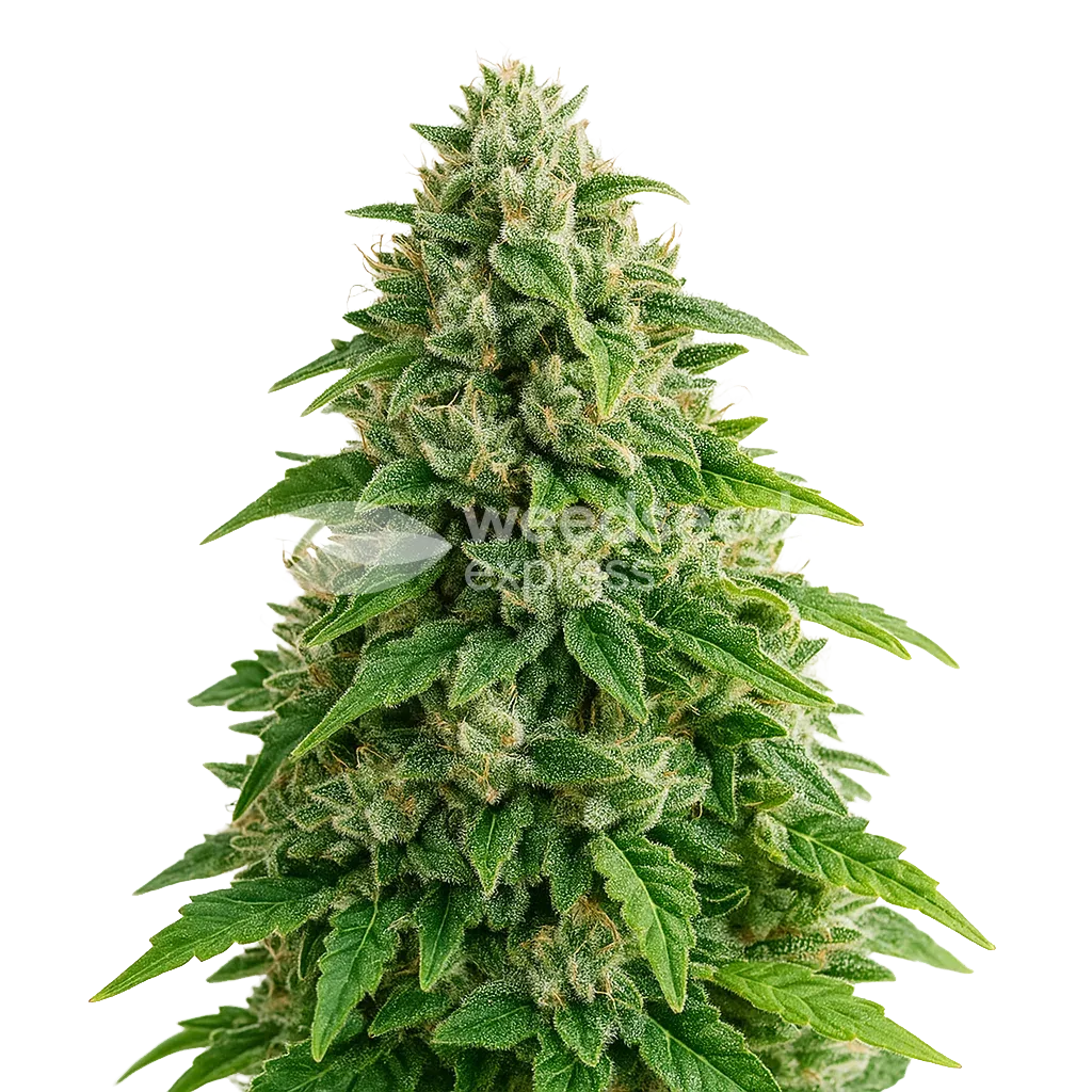 Plante de Jack Herer Auto
