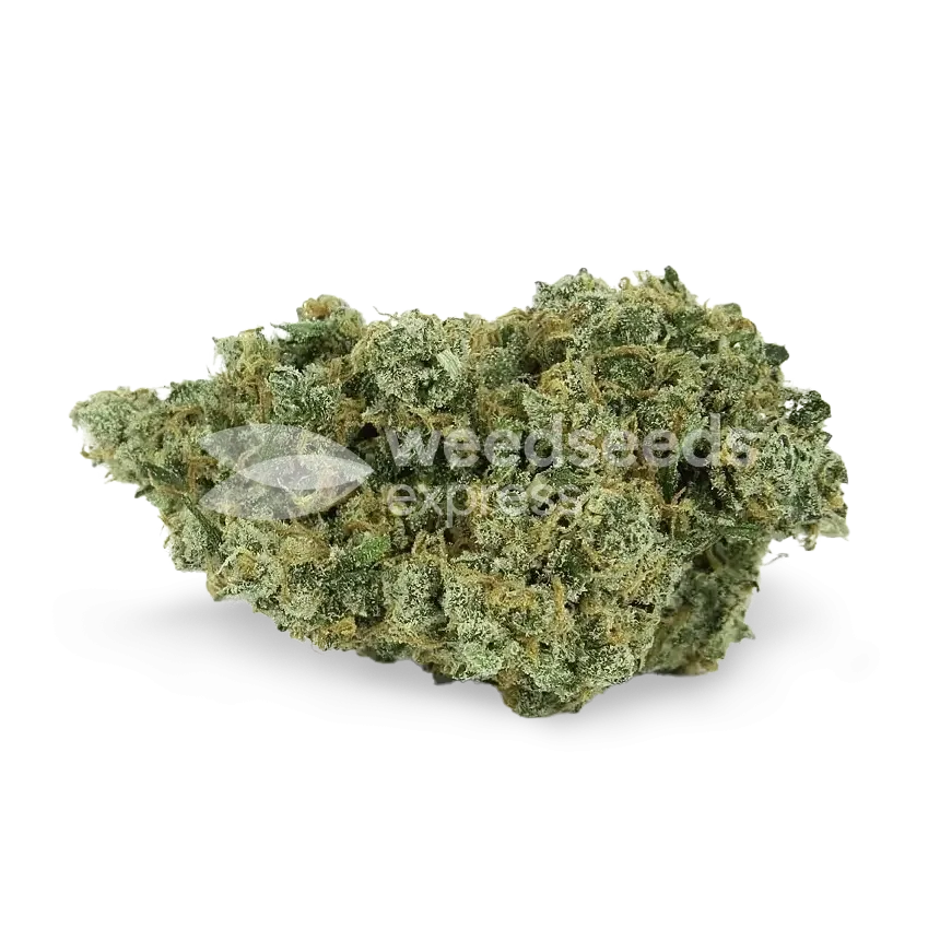 Jack Herer Bud